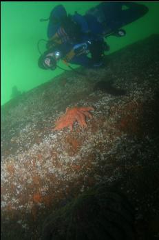 SUNFLOWER STAR ON SIDE OF BARGE