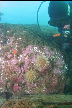 CLUSTER OF ANEMONES