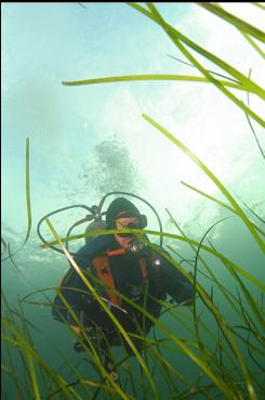 EELGRASS IN BAY