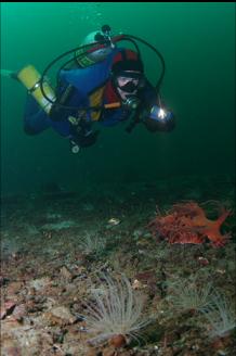 TUBE-DWELLING ANEMONES AND NUDIBRANCH