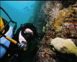 DIVER AND NUDIBRANCH