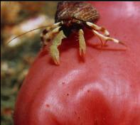 HERMIT CRAB ON TUNICATE