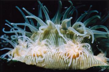 BROODING ANEMONE