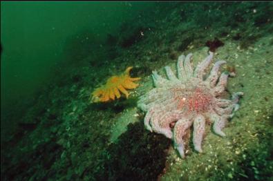 SUNFLOWER STARS ON SAND AT BASE OF WALL