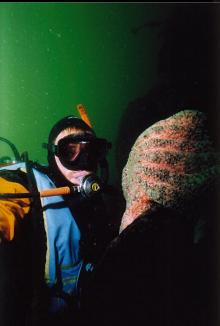 DIVER AND SEASTAR ON BOTTOM KELP