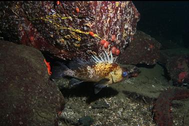 quillback rockfish with buggered eye