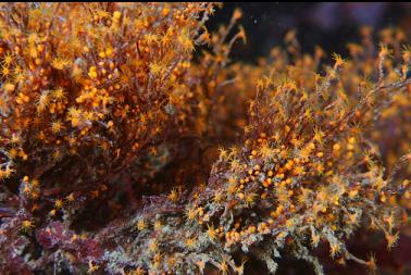 hydroids