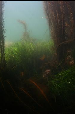 surfgrass and kelp in shallows