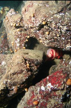 hiding tiger rockfish