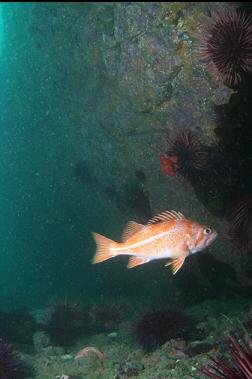 canary rockfish at base of wall