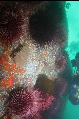 urchins and anemone on wall