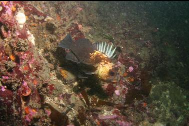 quillback rockfish