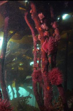 brooding anemones 