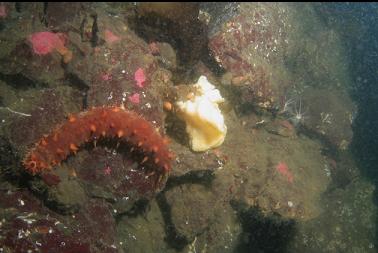 california cucumber and small cloud sponge