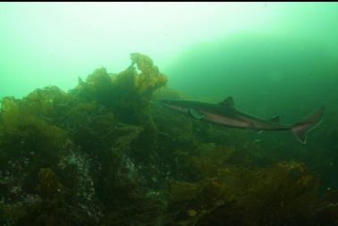 dogfish shark