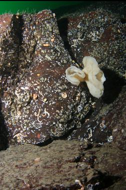 cloud sponge from different angle