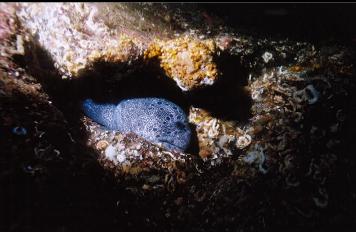 WOLF EEL