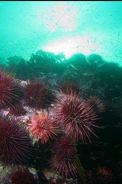 urchins and school of shrimp
