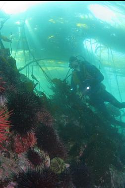 urchins under kelp