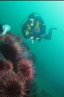 urchins and anemones on deeper reef