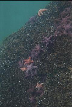 SEA STARS IN SHALLOWS