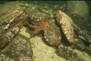 brown rockfish