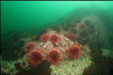 urchins on reef