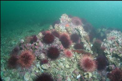 urchins on smaller reef surrounded by broken shells