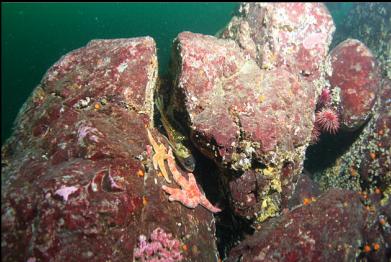 copper rockfish and seastars in crack