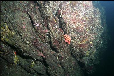 tiger rockfish