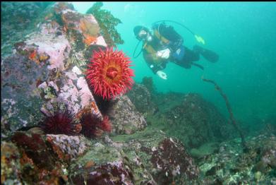 fish-eating anemone