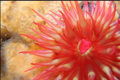 tiny fish-eating anemone