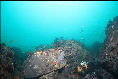 fish on reef