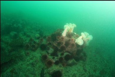 urchins and anemones at base of slope