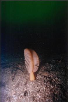 SEA PEN AT BASE OF WALL