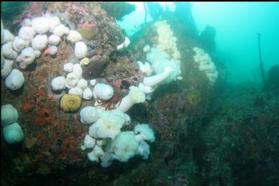 plumose anemones in canyon