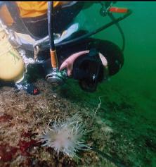 AND ANOTHER NUDIBRANCH ON SAND