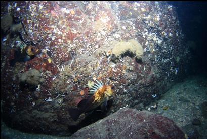 quillback rockfish