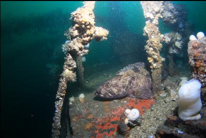 lingcod on bow