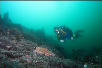 sunflower star on reef