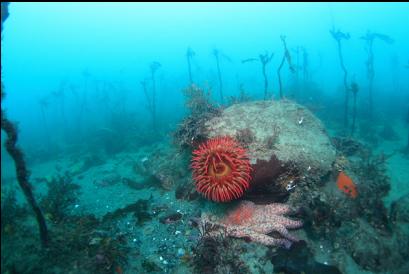 fish-eating anemone and sunflower star