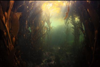 hallway of kelp