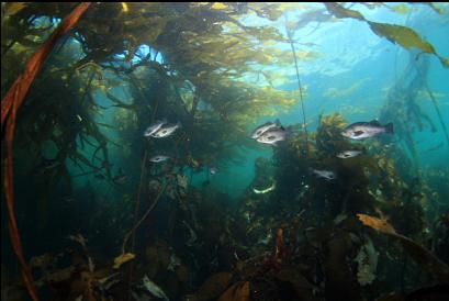 black rockfish 