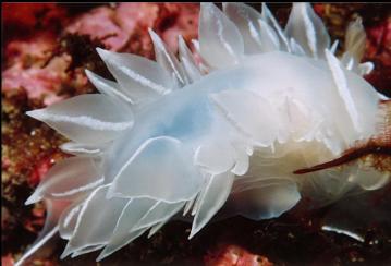 ALABASTER NUDIBRANCH