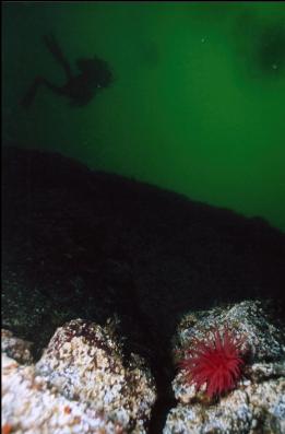 DIVER ABOVE WALL AND CRIMSON ANEMONE