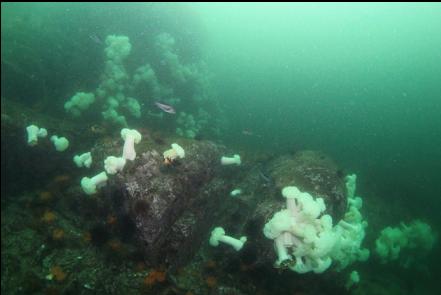 plumose anemones