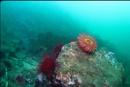 fish-eating anemone