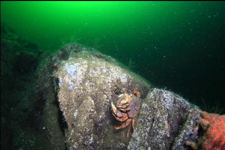 mating dungeness crabs