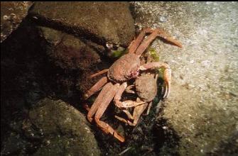 MATING CRABS