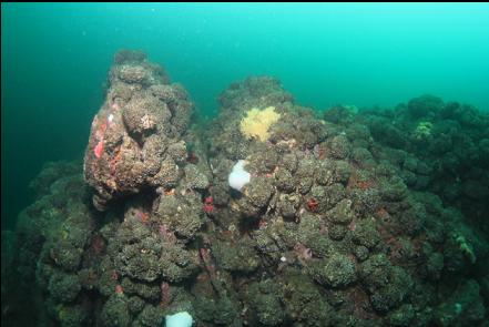 cemented tube worm clusters